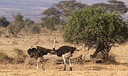 Ostrich Amboseli Kenya